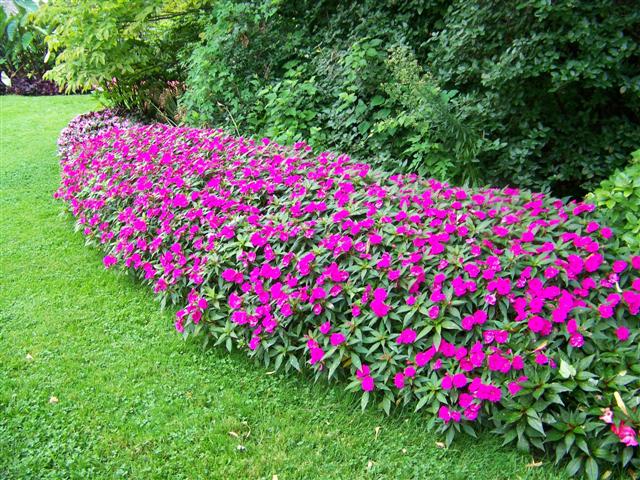 Picture of Impatiens  'Fanfare Fuchsia Trailing' Fanfare Fuchsia Trailing Impatiens