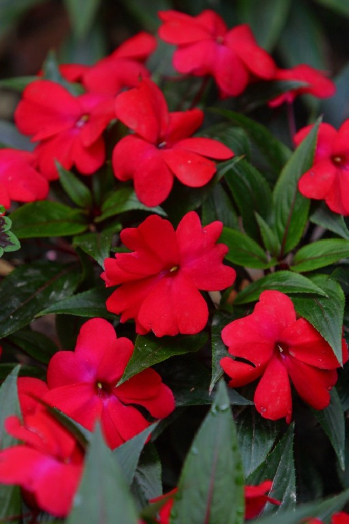 Picture of Impatiens hawkeri 'Infinity Cherry Red' Infinity Cherry Red New Guinea Impatiens