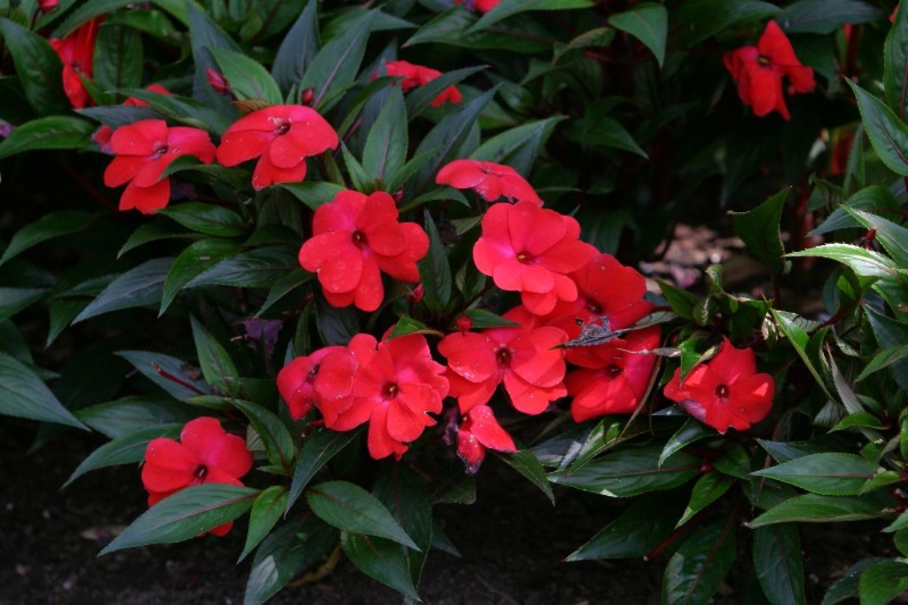 Picture of Impatiens hawkeri 'Infinity Cherry Red' Infinity Cherry Red New Guinea Impatiens