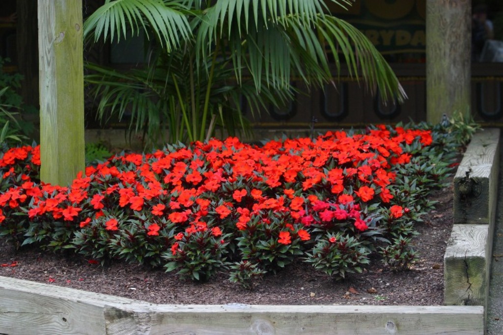 Picture of Impatiens hawkeri 'Infinity Orange' Infinity Orange New Guinea Impatiens