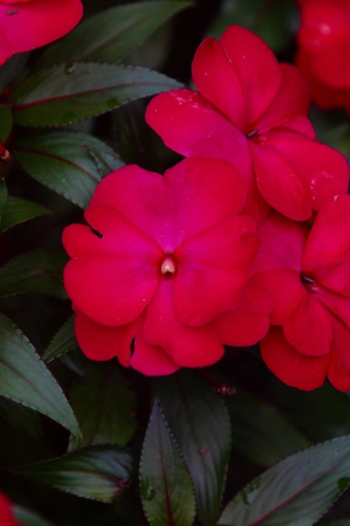 Picture of Impatiens x hawkeri 'Infinity Ruby Flash'  Infinity Ruby Flash Impatiens