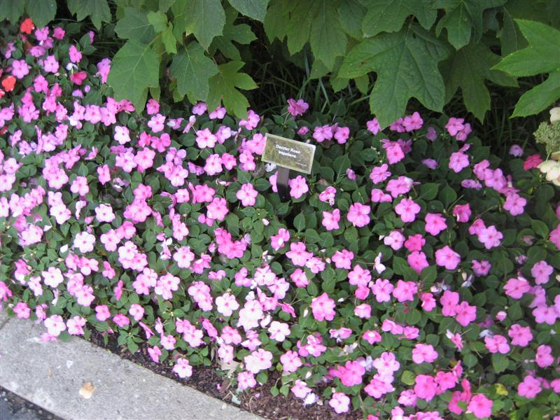 Impatiens wallerana Impatiens_Dazzler_Rose.JPG