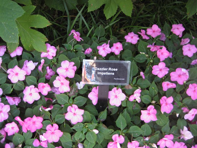 Impatiens wallerana Impatiens_Dazzler_Rose_sign.JPG