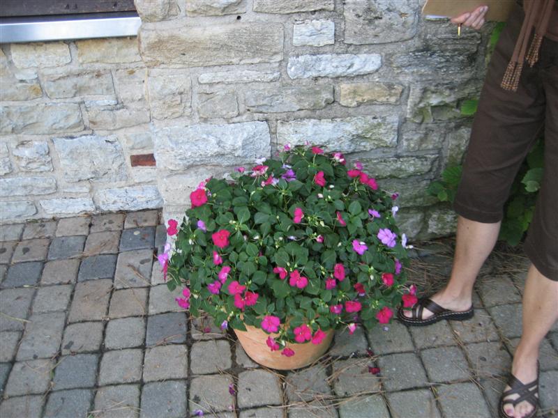 Impatiens wallerana Impatiens_ep.JPG