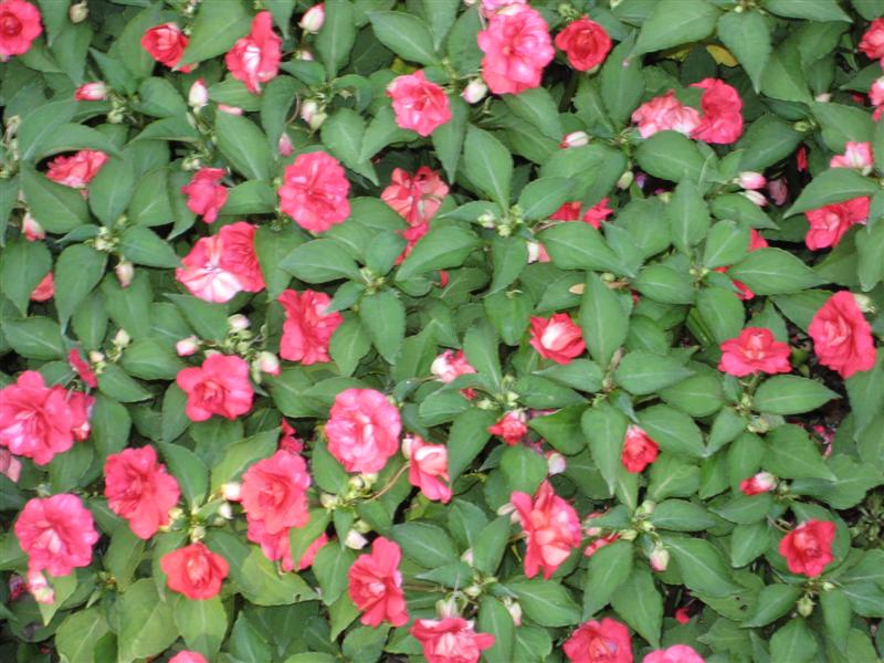 Impatiens wallerana Impatiens_plant.JPG