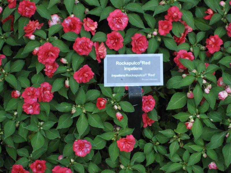 Impatiens wallerana Impatiens_sign_1.JPG