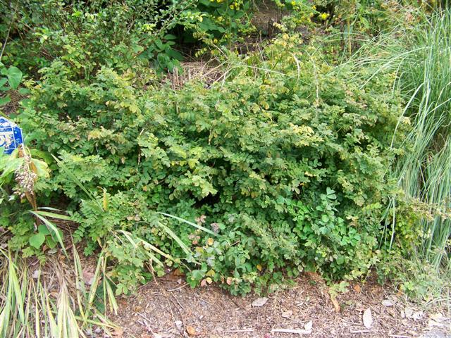 Picture of Indigofera decora f. alba Chinese Indigo