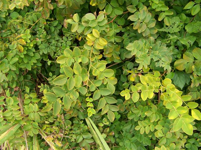 Picture of Indigofera decora f. alba Chinese Indigo