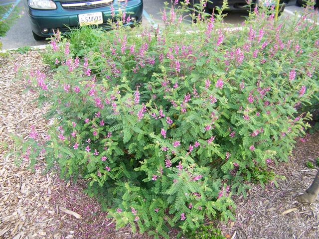 Picture of Indigofera heterantha  Himalayan Indigo