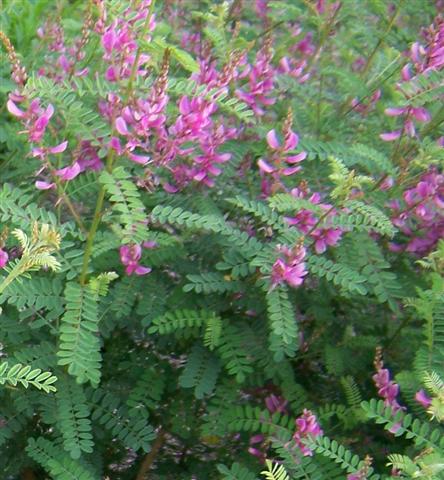 Picture of Indigofera heterantha  Himalayan Indigo