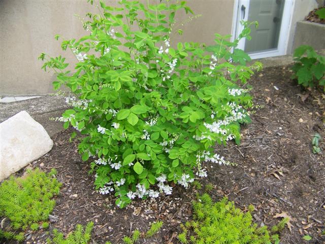 Picture of Indigofera decora f. alba Chinese Indigo