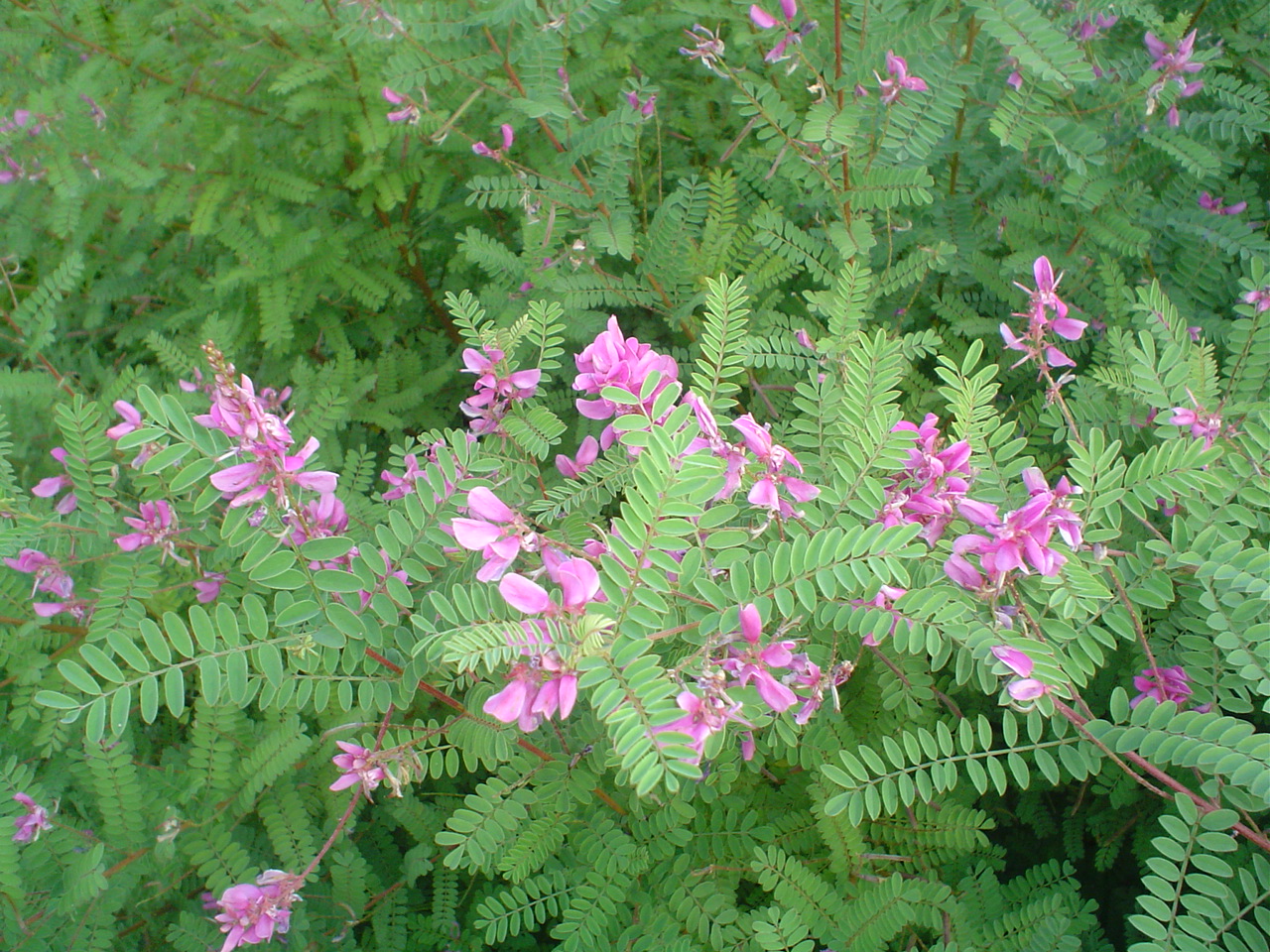 Picture of Indigofera heterantha  Himalayan Indigo