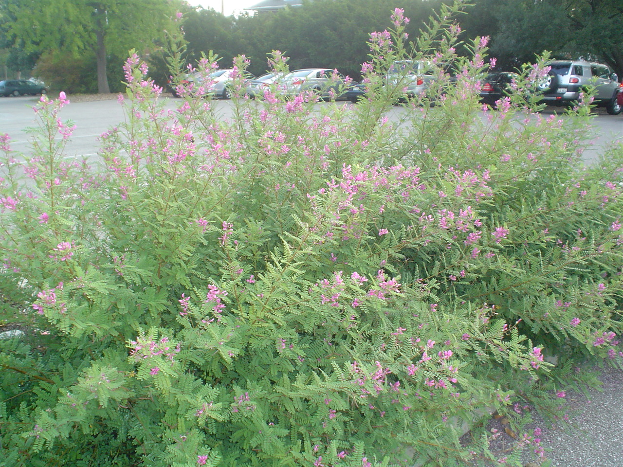 Picture of Indigofera heterantha  Himalayan Indigo