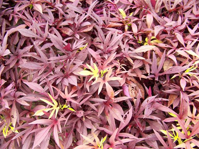 Picture of Ipomoea  'Illusion Garnet Lace' Illusion Garnet Lace Sweet Potato Vine