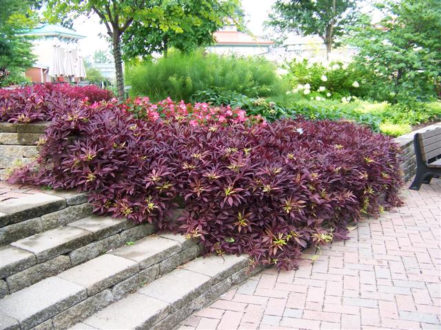 Picture of Ipomoea  'Illusion Garnet Lace' Illusion Garnet Lace Sweet Potato Vine