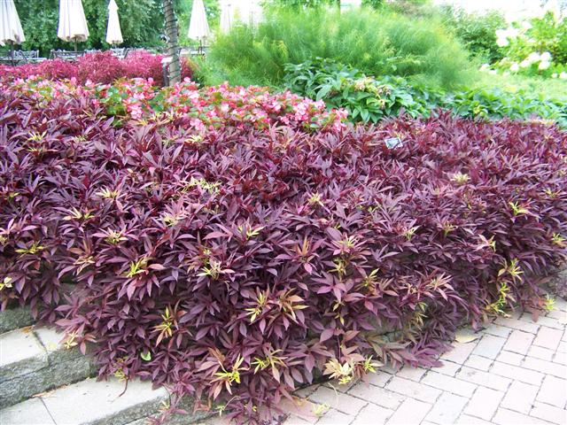 Picture of Ipomoea  'Illusion Garnet Lace' Illusion Garnet Lace Sweet Potato Vine