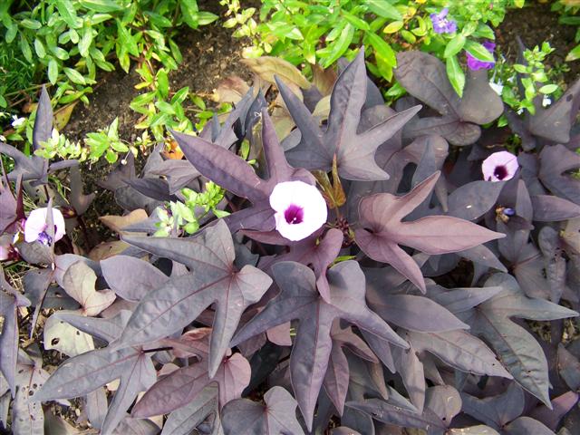 Picture of Ipomoea batatas Sweet Caroline Raven Sweet Caroline Raven Sweet Potato Vine