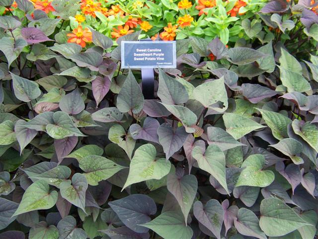 Picture of Ipomoea batatas 'Sweet Caroline Sweetheart Purple' Sweet Caroline Sweetheart Purple Sweet Potato Vine