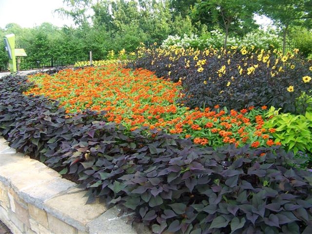 Picture of Ipomoea batatas 'Sweet Caroline Sweetheart Purple' Sweet Caroline Sweetheart Purple Sweet Potato Vine