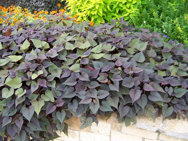 Picture of Ipomoea batatas 'Sweet Caroline Sweetheart Purple' Sweet Caroline Sweetheart Purple Sweet Potato Vine