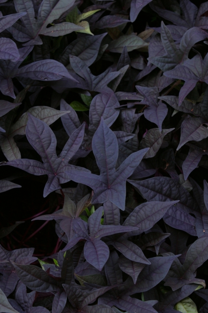 Picture of Ipomoea batatas 'Sweet Caroline Purple' Sweet Caroline Purple Sweet Potato Vine