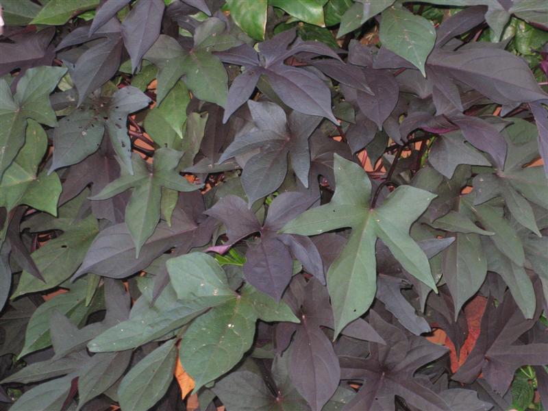 Ipomoea batatas Ipomoea_foliage.JPG