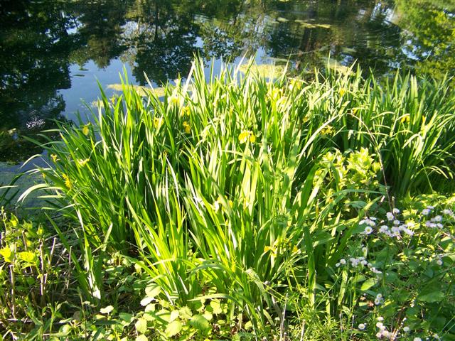 Picture of Iris pseudacorus  Yellow Flag Iris