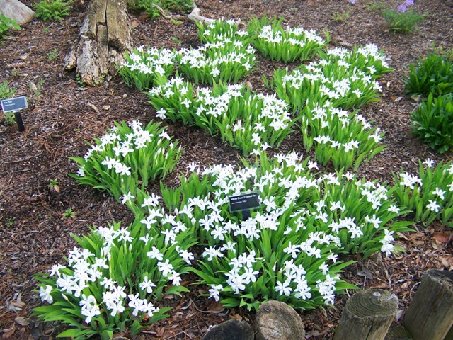 Iris cristata Iriscristataalba.JPG