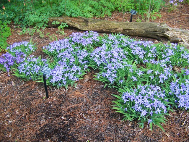 Iris cristata Iriscristataecobluebird.JPG