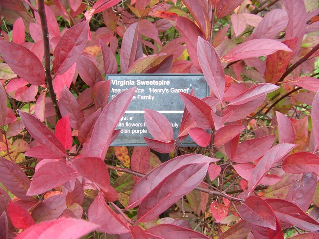 Picture of Itea virginica 'Henry's Garnet' Henry's Garnet Sweetspire