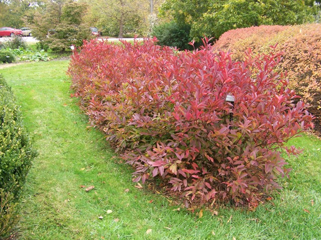 Picture of Itea virginica 'Henry's Garnet' Henry's Garnet Sweetspire