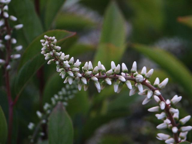 Picture of Itea virginica  Virginia Sweetspire