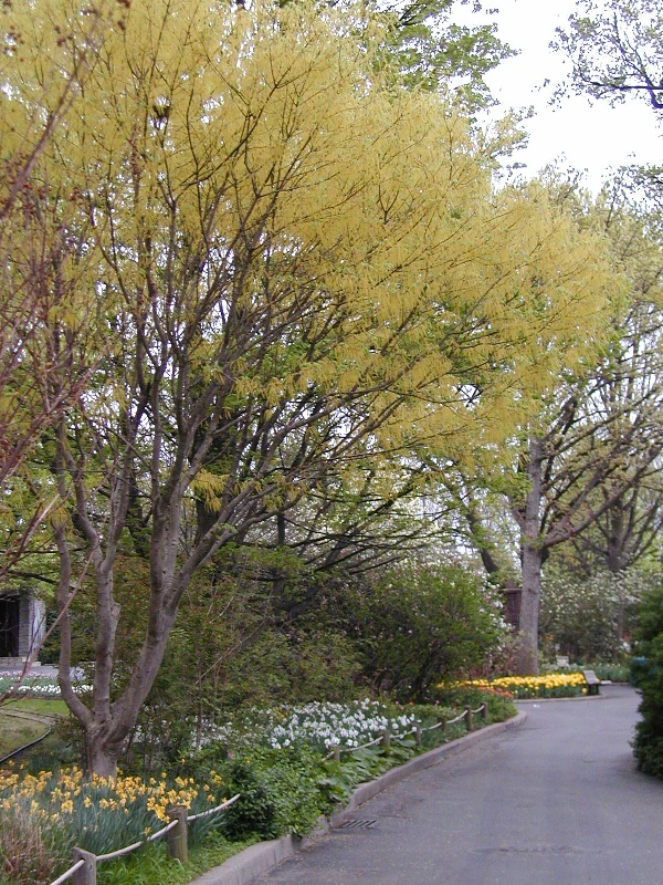 Picture of Acer cissifolium  Ivy-Leaf Maple