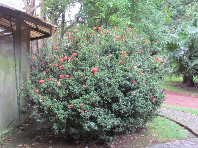 Ixora coccinea IxoraCoccineaClose.JPG