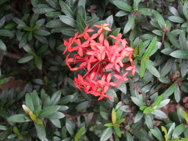 Ixora coccinea IxoraCoccineaFlower.JPG