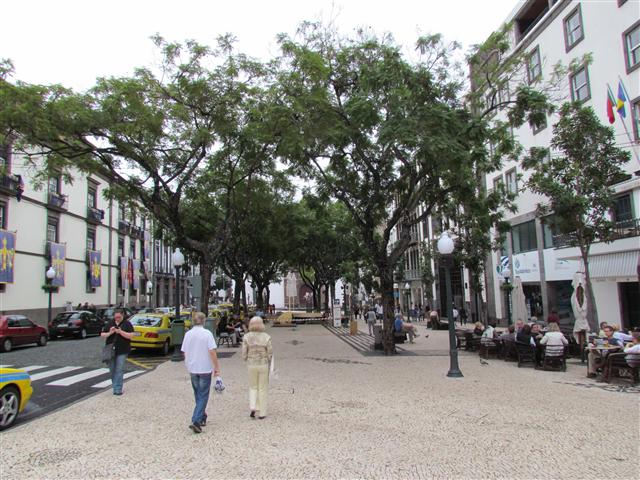 Jacaranda mimosifolia JacarandaMimosifolia3.JPG