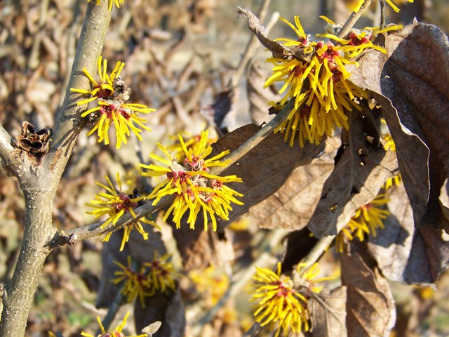 Hamamelis x intermedia JamesWellsWitchhazelFlowers.JPG