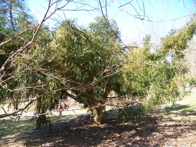 Torreya nucifera Japanesetorreya.JPG