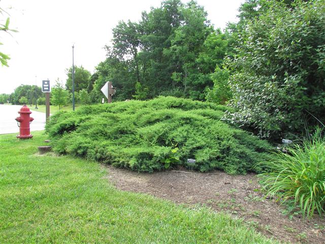 Juniperus chinensis JuniperusChinensisPlanting.JPG