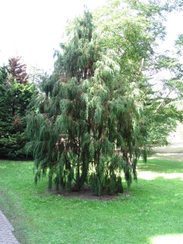 Juniperus coxii JuniperusCoxiiFullCUBG1.JPG