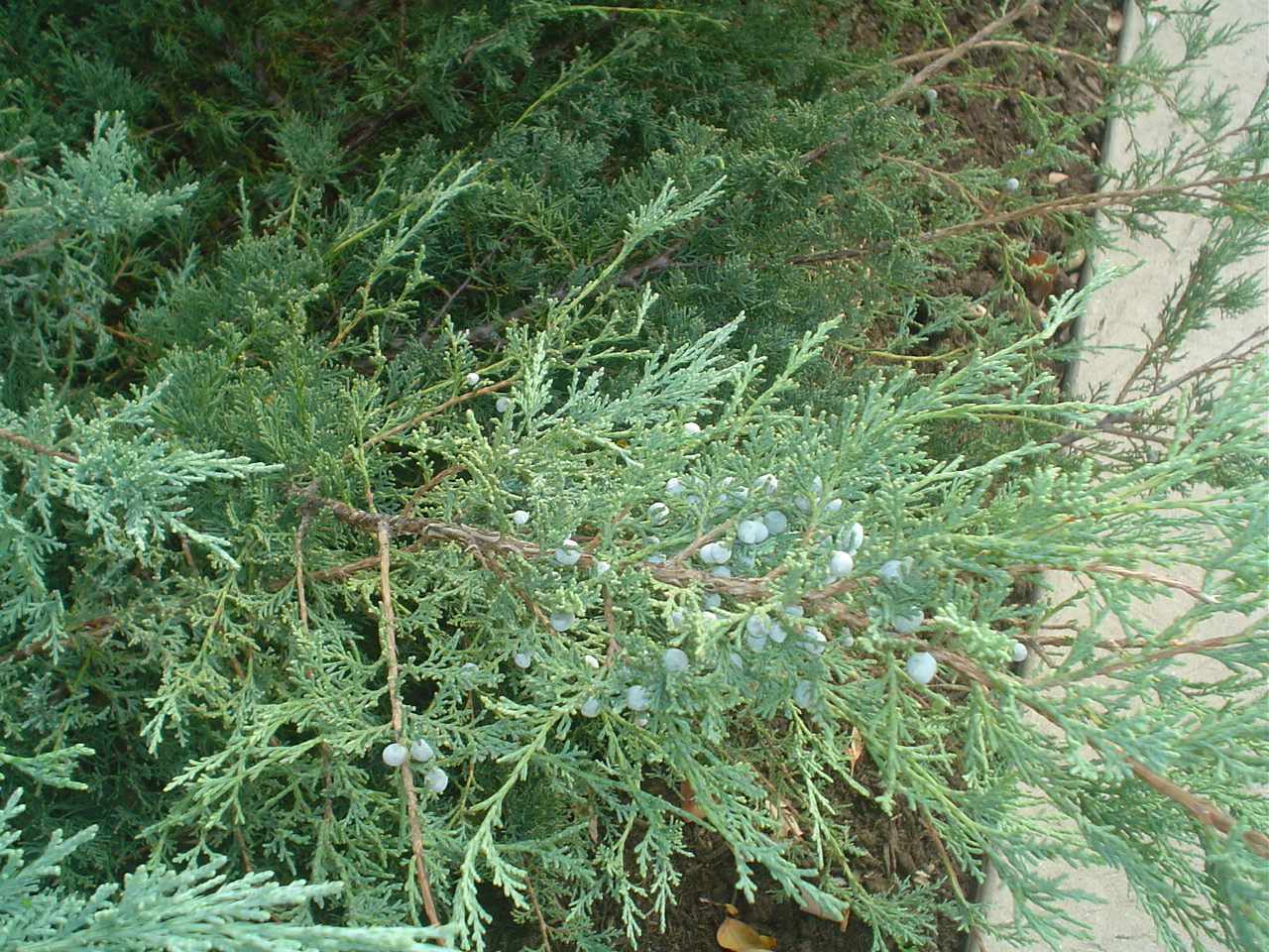 Picture of Juniperus virginiana 'Grey Owl' Grey Owl Juniper