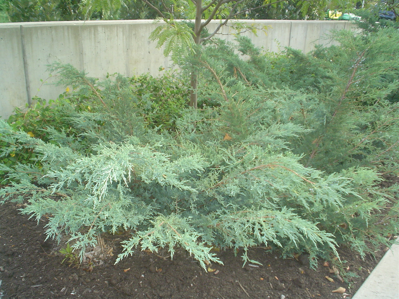Picture of Juniperus virginiana 'Grey Owl' Grey Owl Juniper