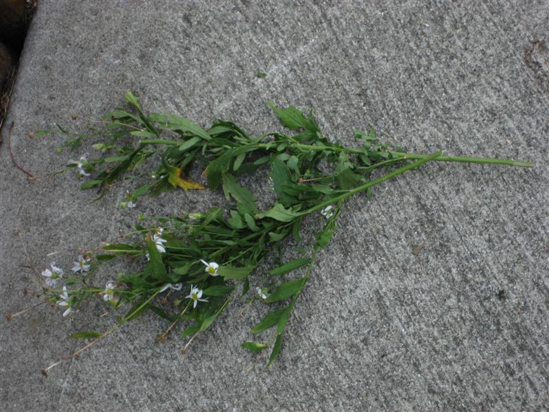 Picture of Kalimeris integrifolia  Japanese Aster