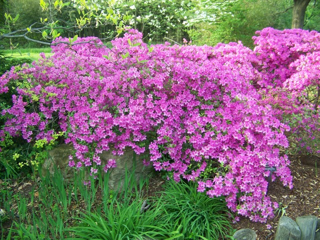 Picture of Rhododendron Gable Hybrids 'Karen' Gable Hybrid Azaleas