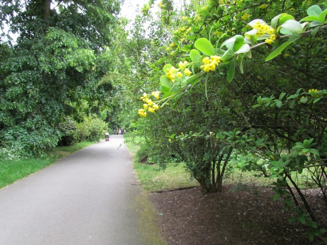 Berberis lycioides KewBerberisLycioidesFlower.JPG