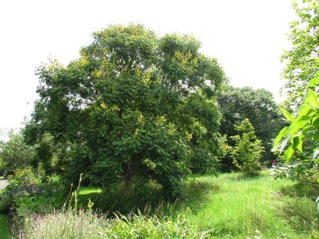 Koelreuteria paniculata KoelreuteriaPaniculataApiculataCUBGFull2.JPG