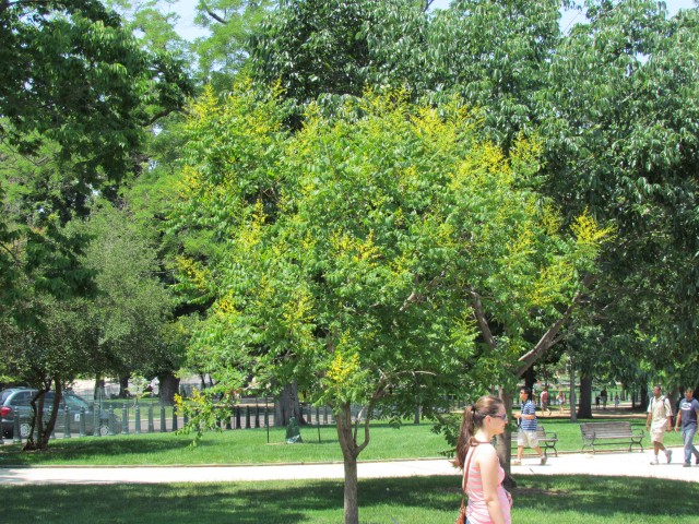 Koelreuteria paniculata KoelreuteriaPaniculataInBloomCapitolHillLegacy.JPG