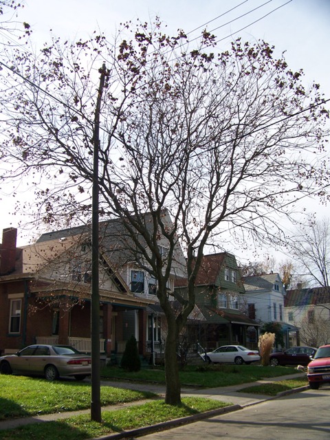 Koelreuteria paniculata Koelreuteria_Northside_ss.jpg