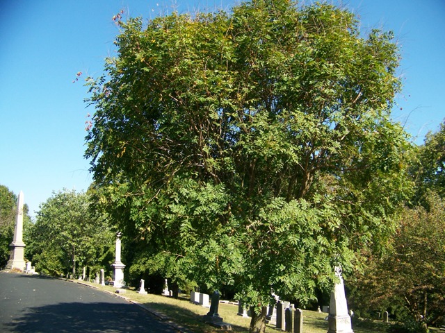 Koelreuteria paniculata Koelreuteria_paniculata_CaveHill.JPG