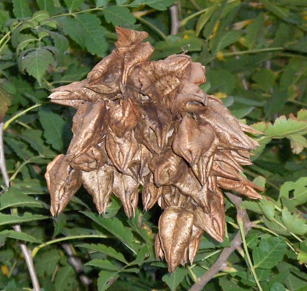 Picture of Koelreuteria paniculata  Golden Rain Tree